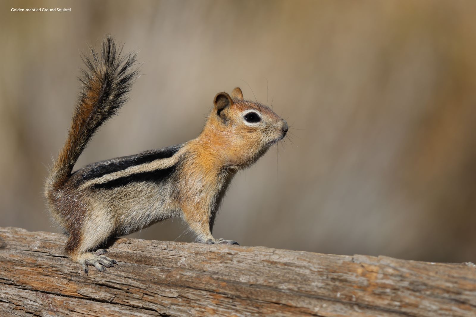 Golden-mantled-Ground-Squirrel-Cabin-1-Lake.jpg