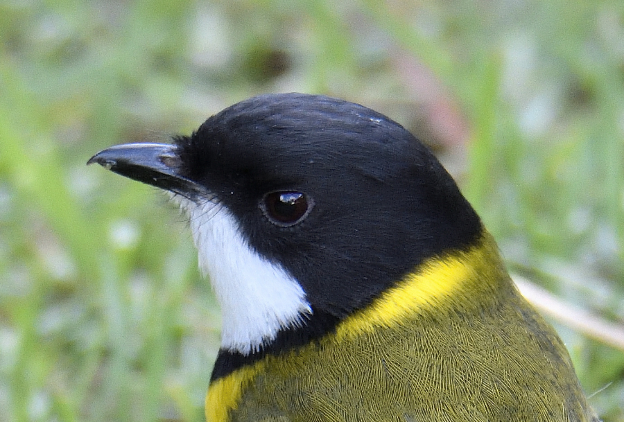 Golden Whistler.,_01.JPG