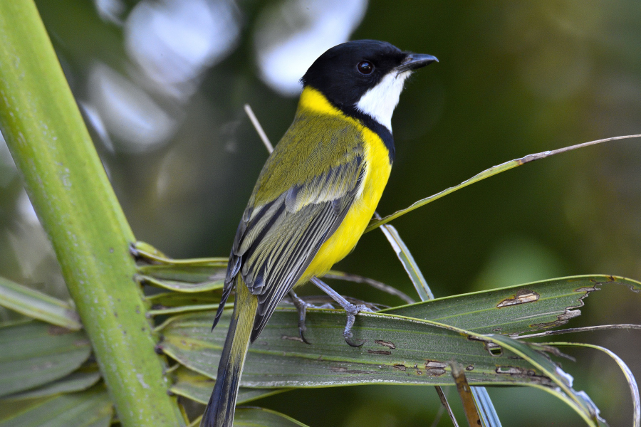 Golden Whistler..JPG