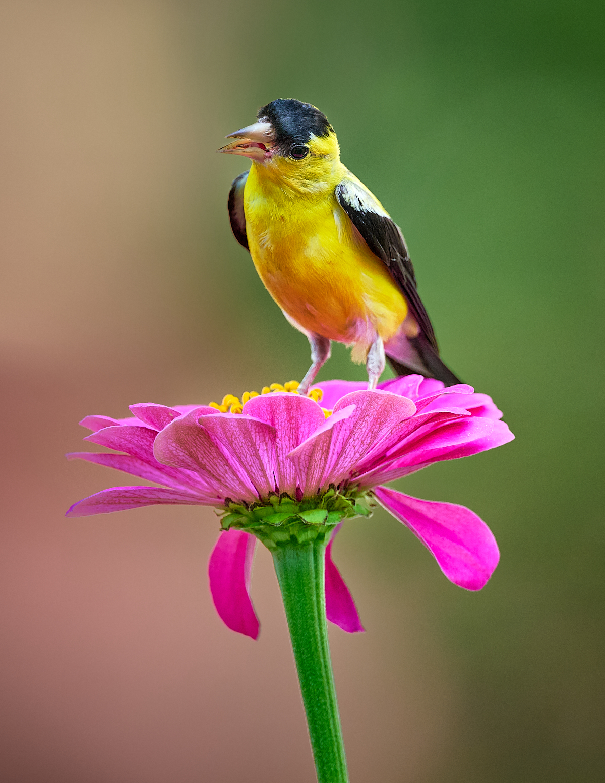 Goldfinch 2024-08-28 002.jpg