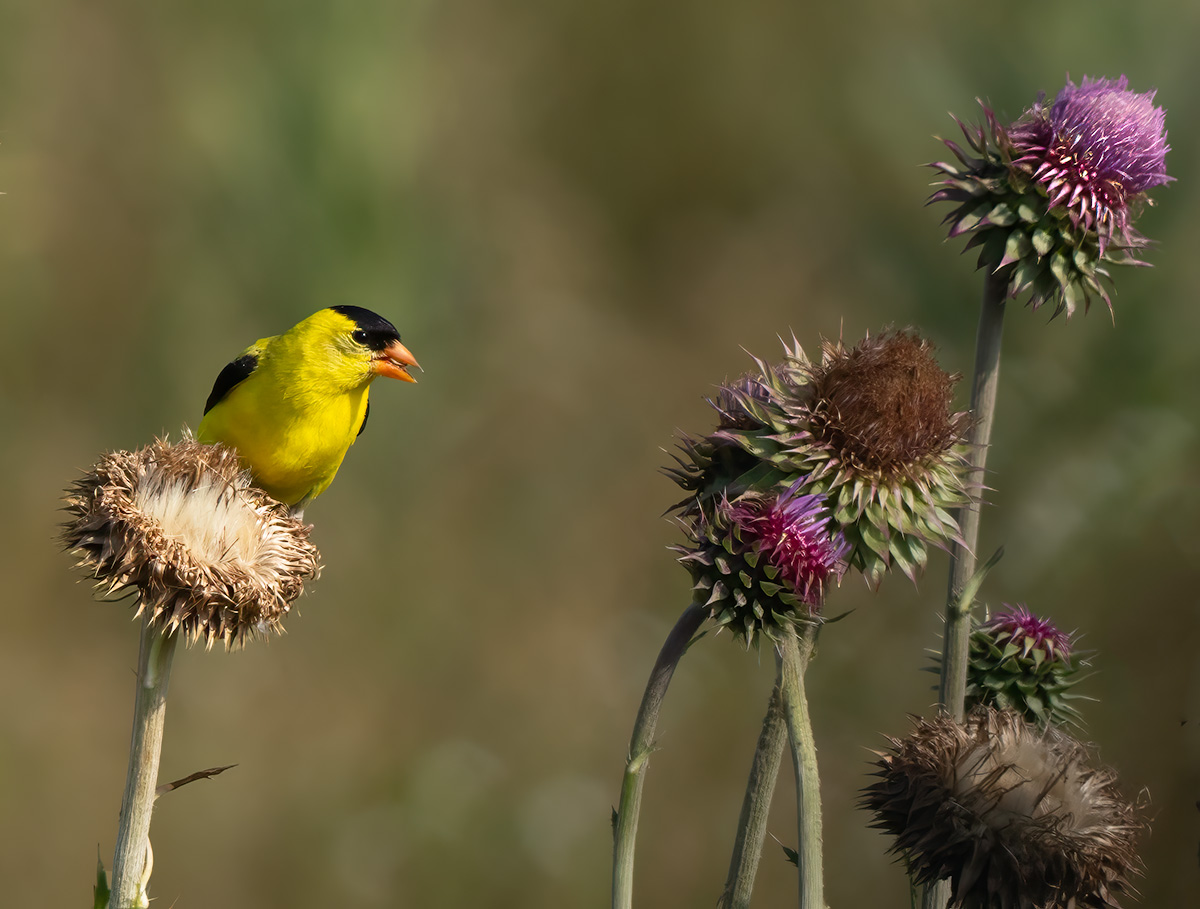 Goldfinch eating thistle BCF.jpg