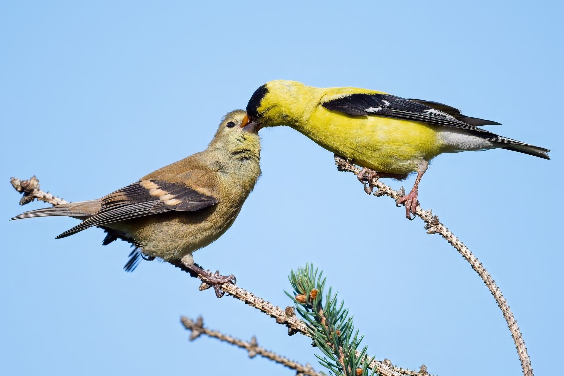 Goldfinch food transfer0000.jpg