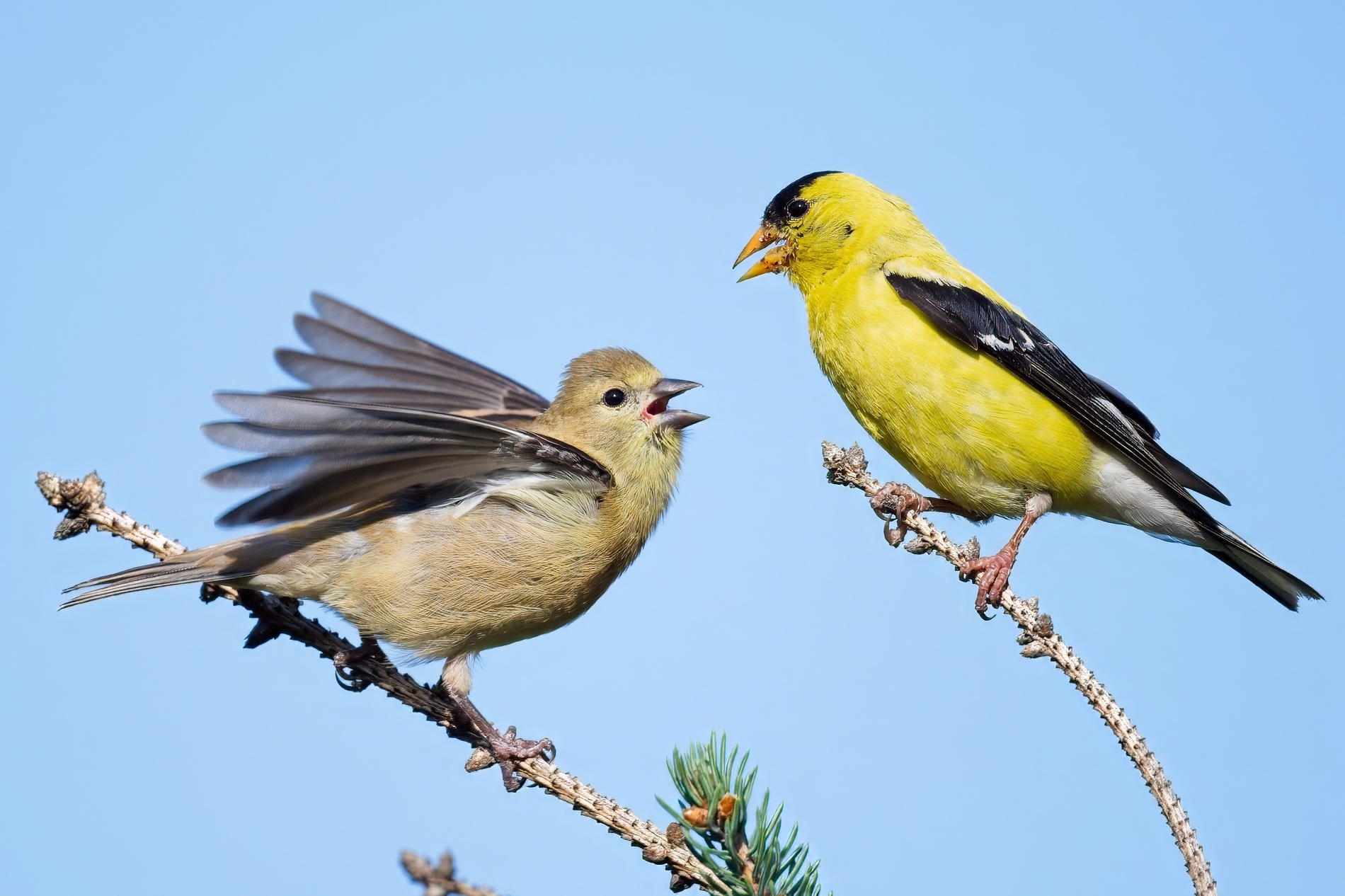 Goldfinch food transfer0000.jpg