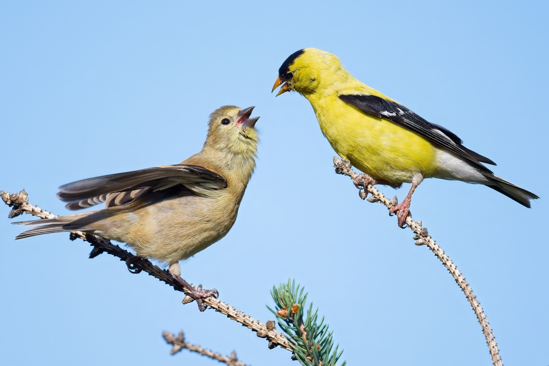 Goldfinch food transfer0000.jpg