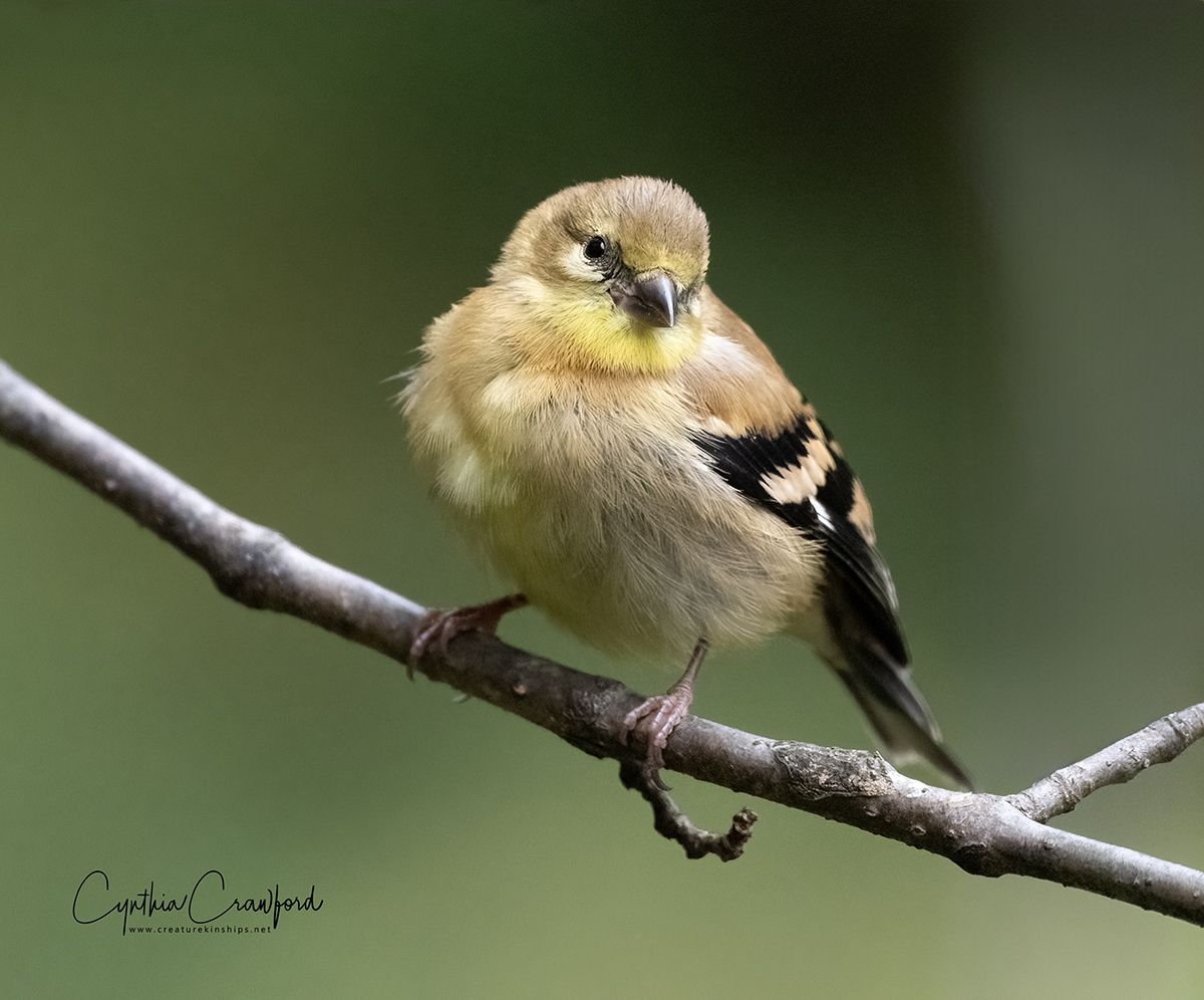 goldfinch.immature_Z633640 copy.jpg