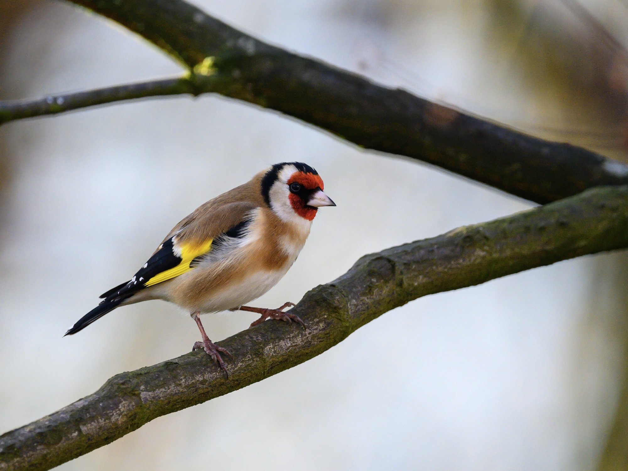 Goldfinch-.jpg