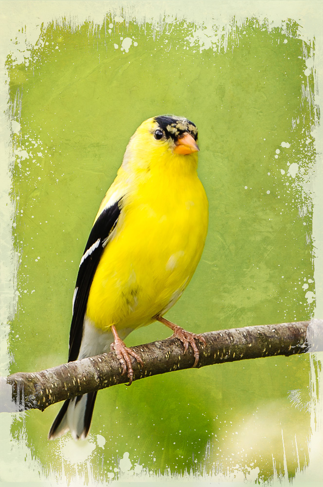 Goldfinch-tex.jpg