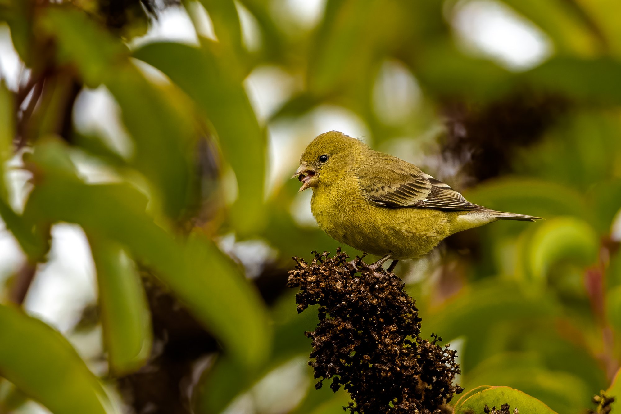 Goldfinch with seed-1118-IMG_00079NIKON D5.jpg