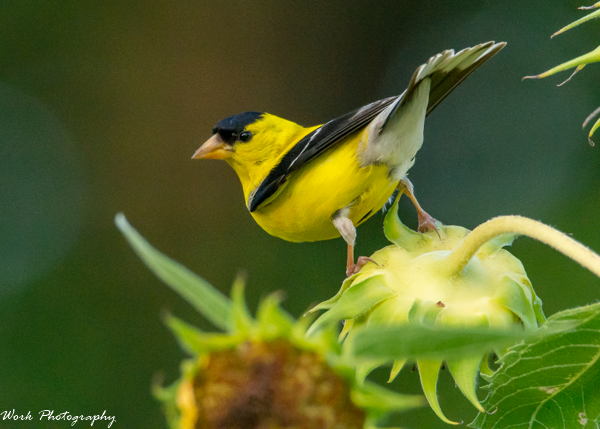 Goldfinches-0289.png