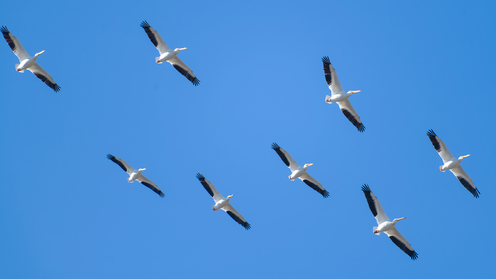 good_old_pelican_formation.jpg