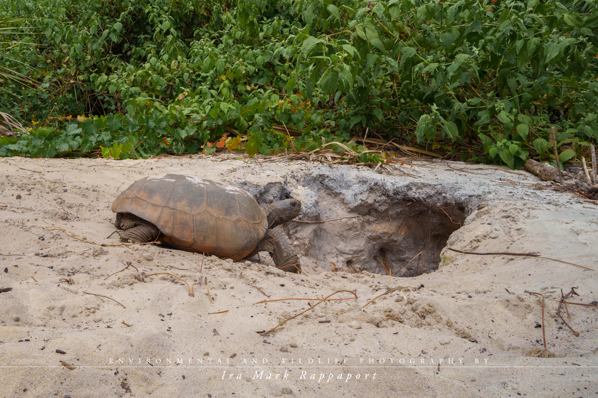 Gopher Tortoise-3.jpg