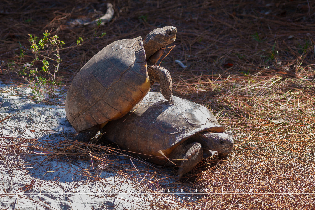 Gopher Tortoise-5.jpg