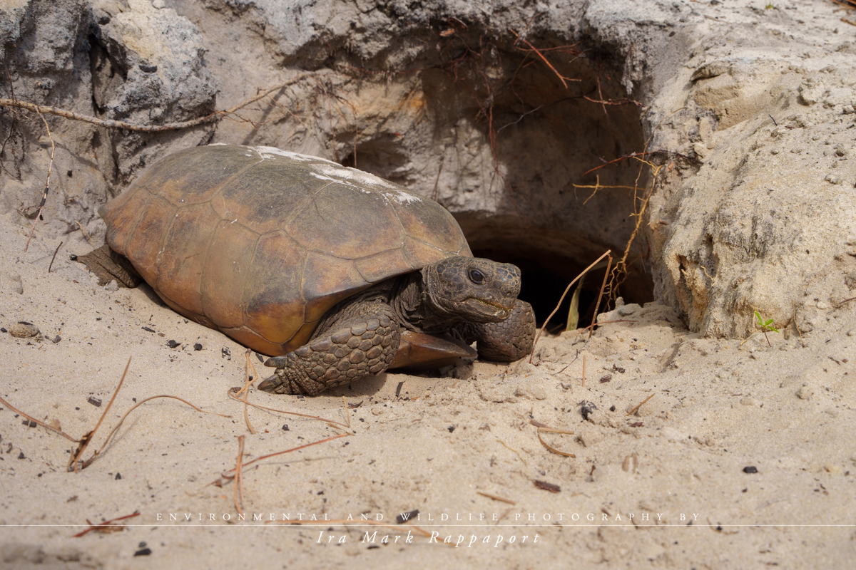 Gopher Tortoise_.jpg