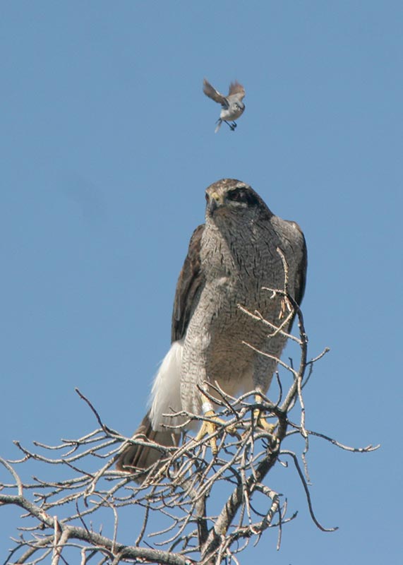 Gos & Gnatcatcher 2 IMG_4613.jpg