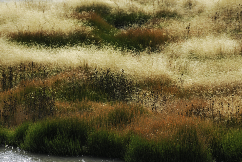 Grasses Yellowstone 2.jpg