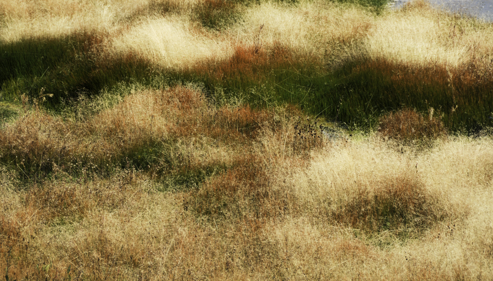 Grasses Yellowstone.jpg