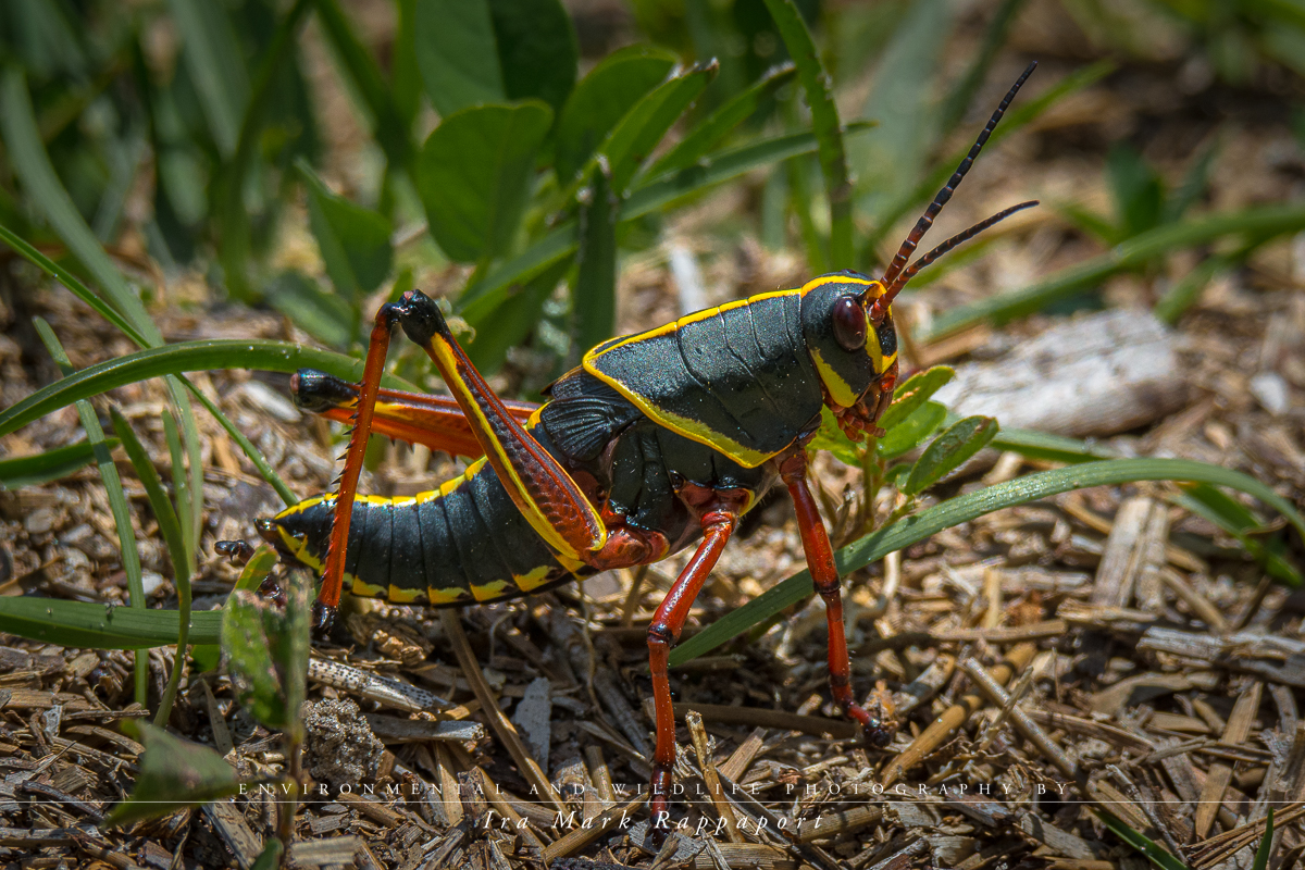 Grasshopper Black.jpg