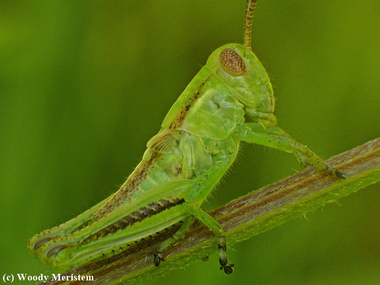 Grasshopper Nymph.JPG