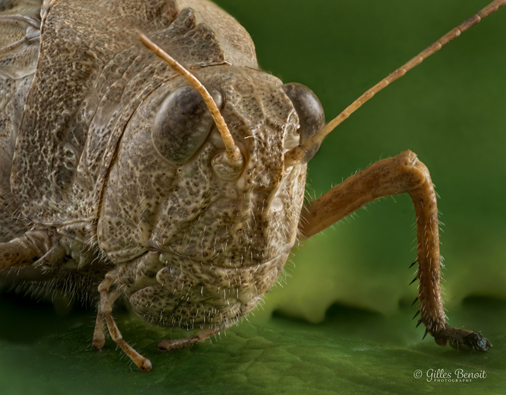 Grasshopper-S59-10003.jpg