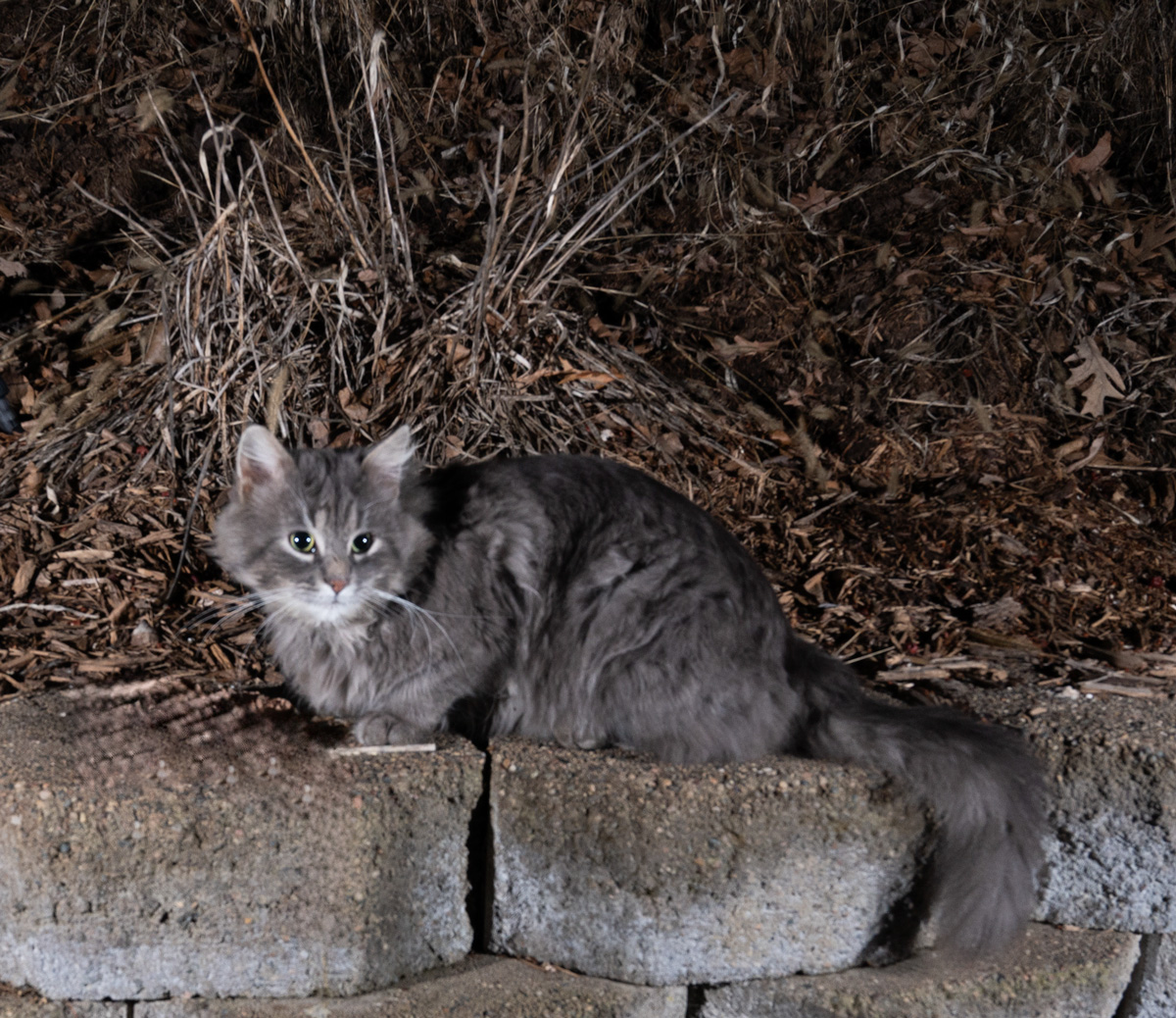 Gray-cat-phototrap.jpg