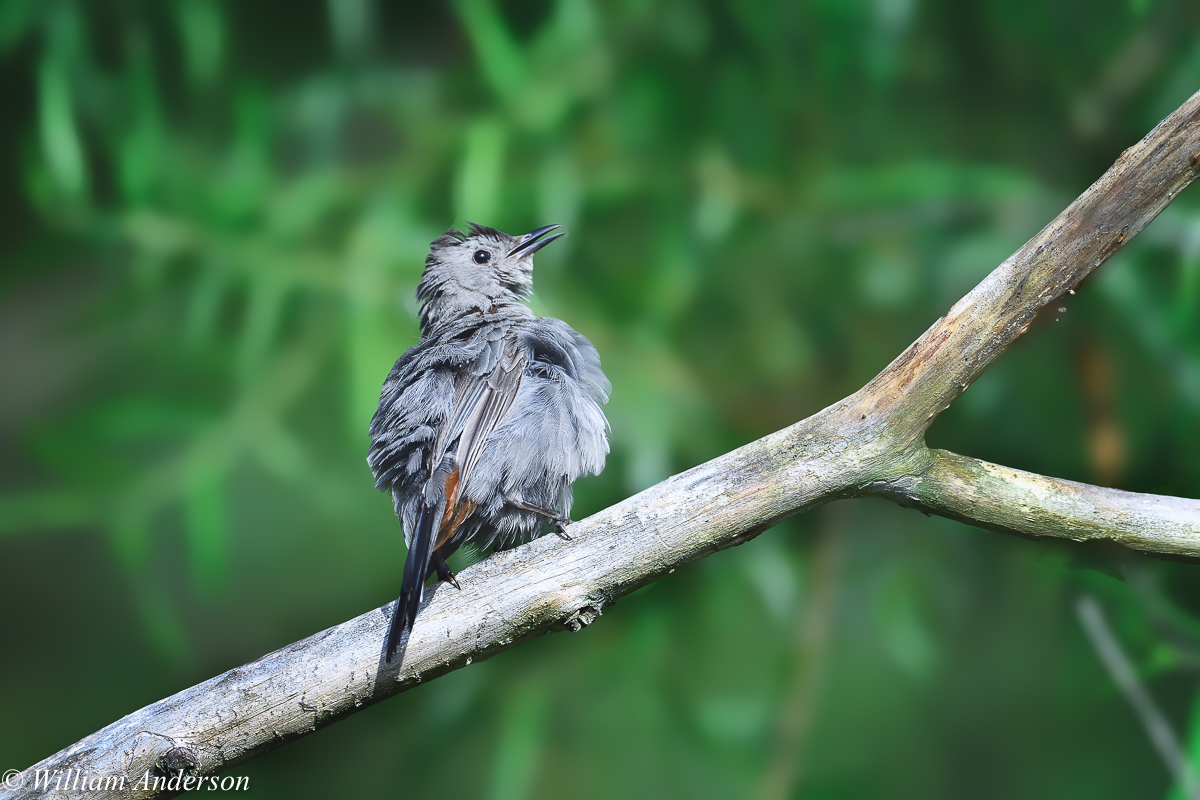 Gray Catbird.jpg