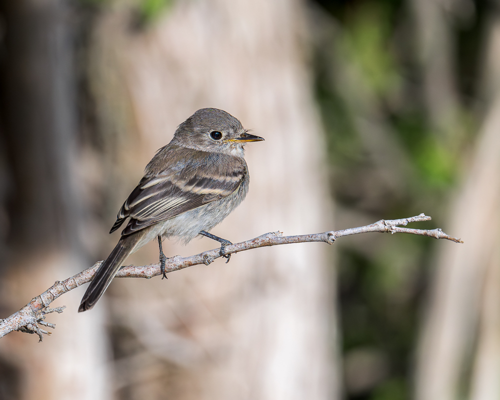 Gray Flycatcher.jpg