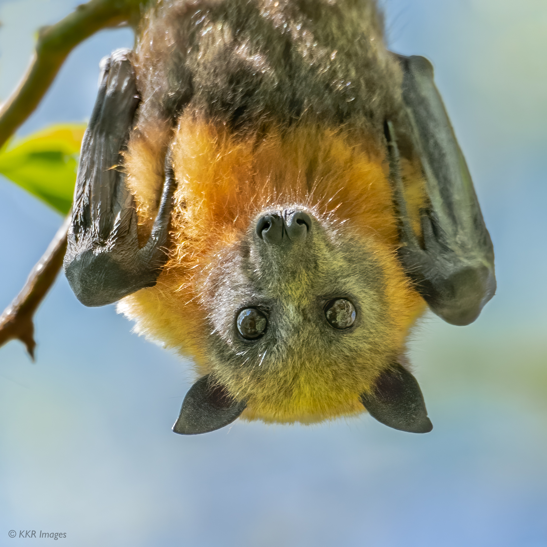 Gray-headed Flying Fox portrait.jpg