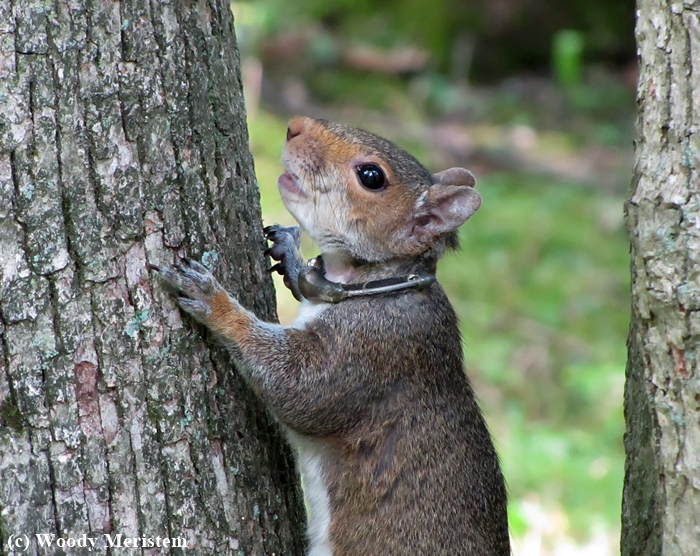 Gray Squirrel  with collar.jpg