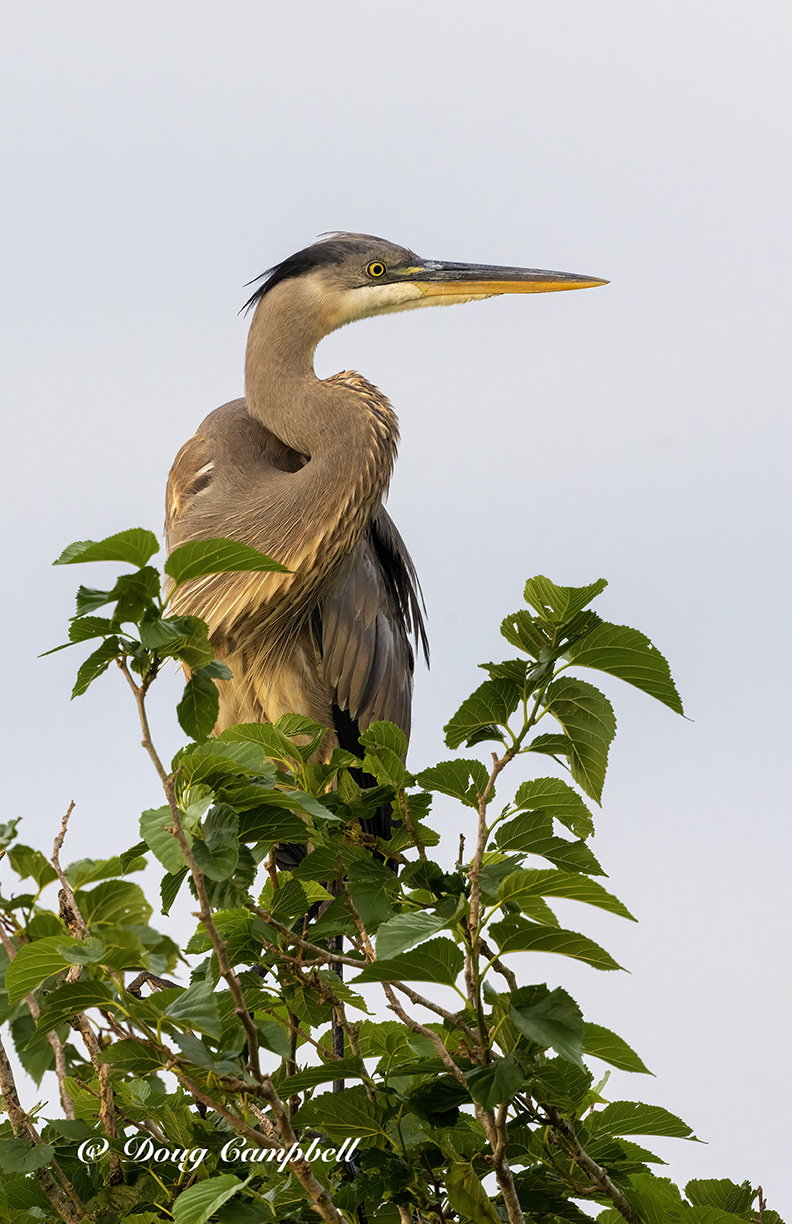 GREAT BLUE HERON - 0181.jpeg