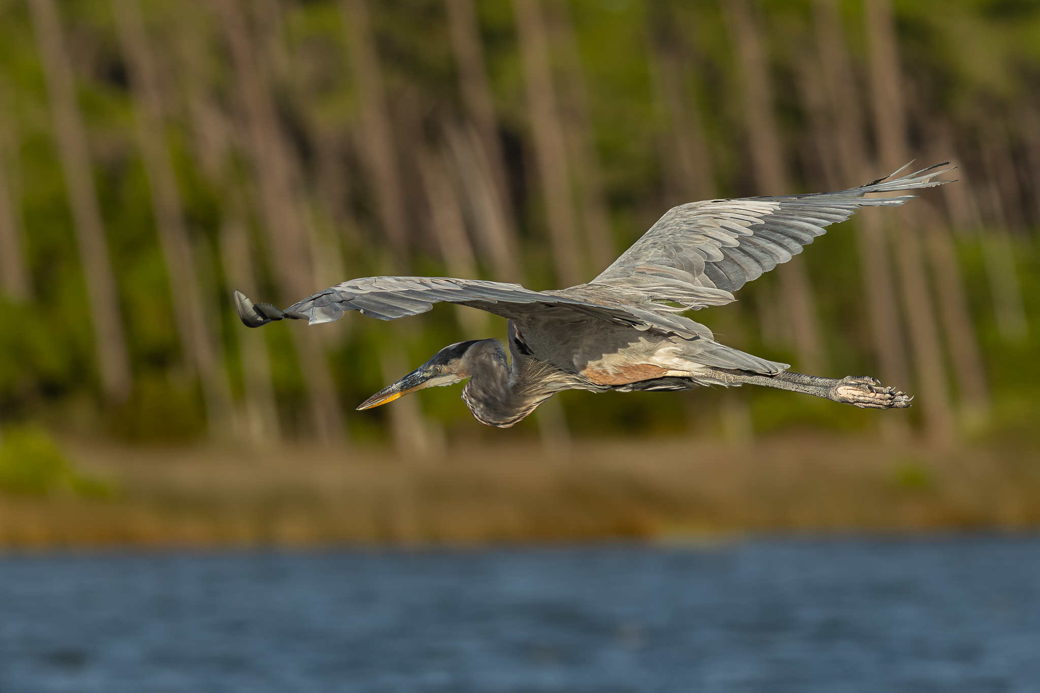 Great Blue Heron-4.jpg