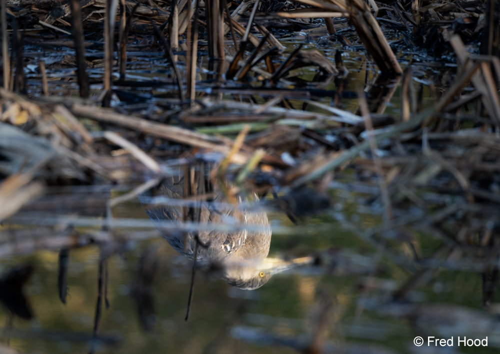 great blue heron 6027.jpg