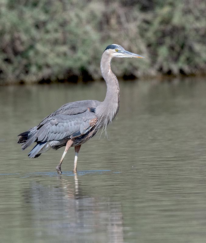 Great-Blue Heron 850_2038.jpg