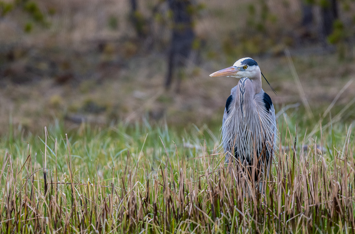 Great Blue Heron  BCG Z7I_1017.jpg