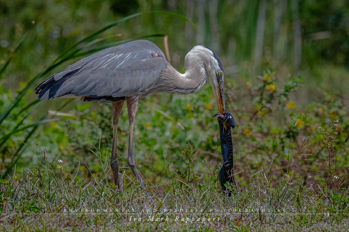 Great Blue Heron.jpg