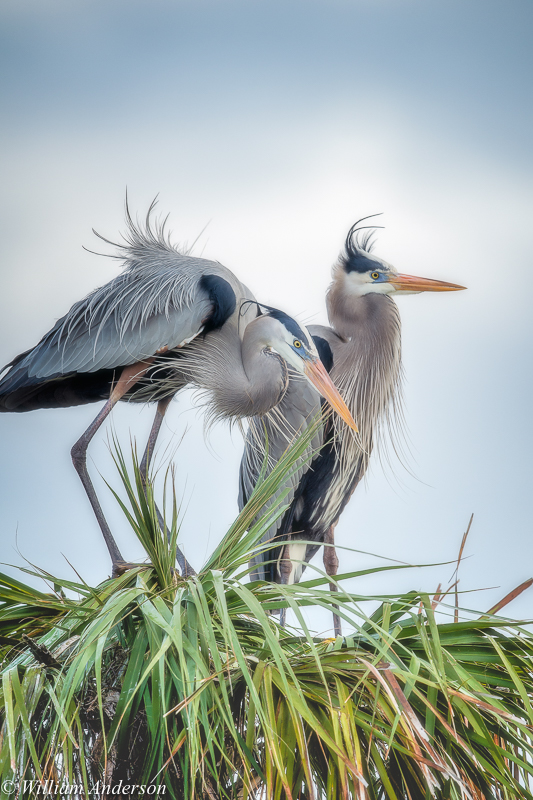 Great Blue Heron.jpg