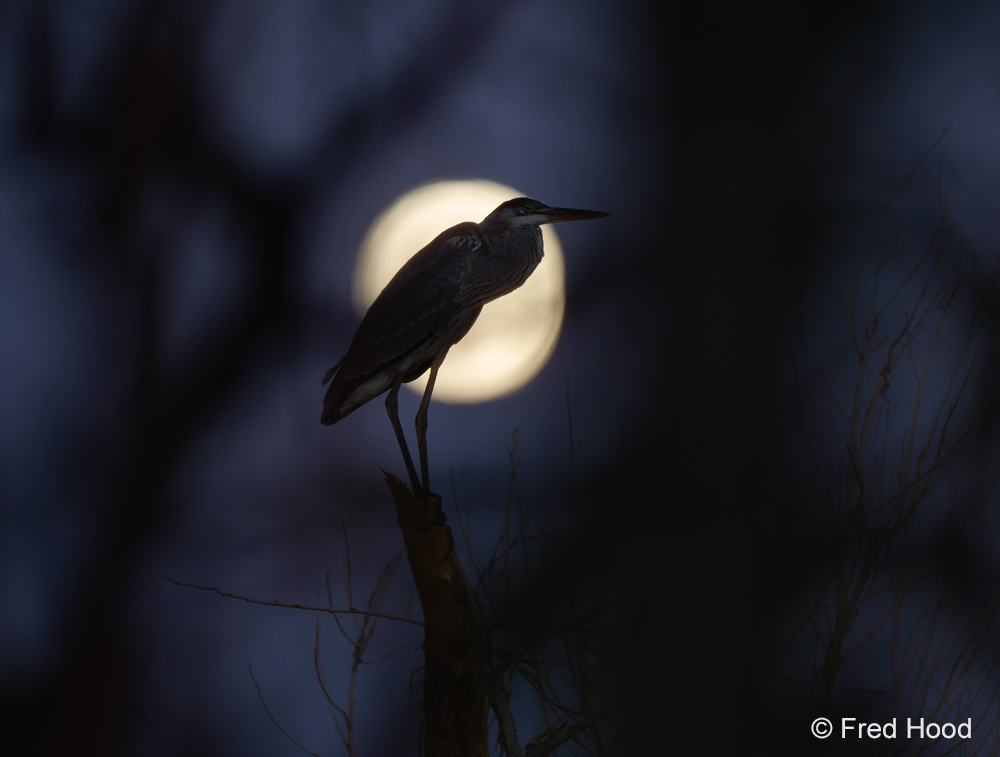 great blue heron Z8 14585 DxO raw basic.jpg