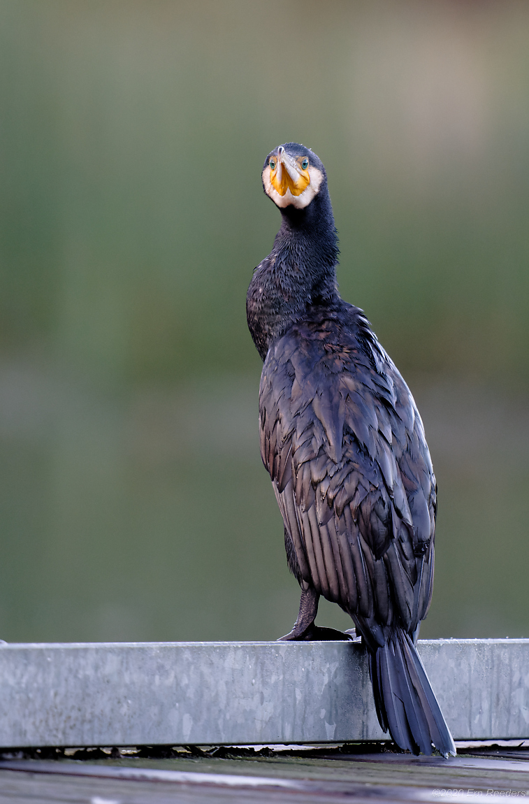 Great Cormorant (15)-1.jpg