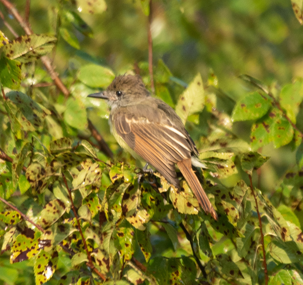 Great Crested Flycatcher 8-18-20 2-2.jpg