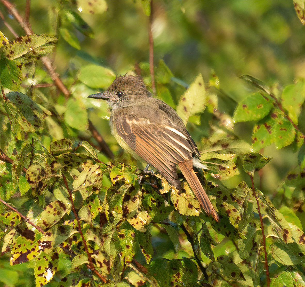 Great Crested Flycatcher 8-18-20 2-2-sharpen-stabilize (2).jpg