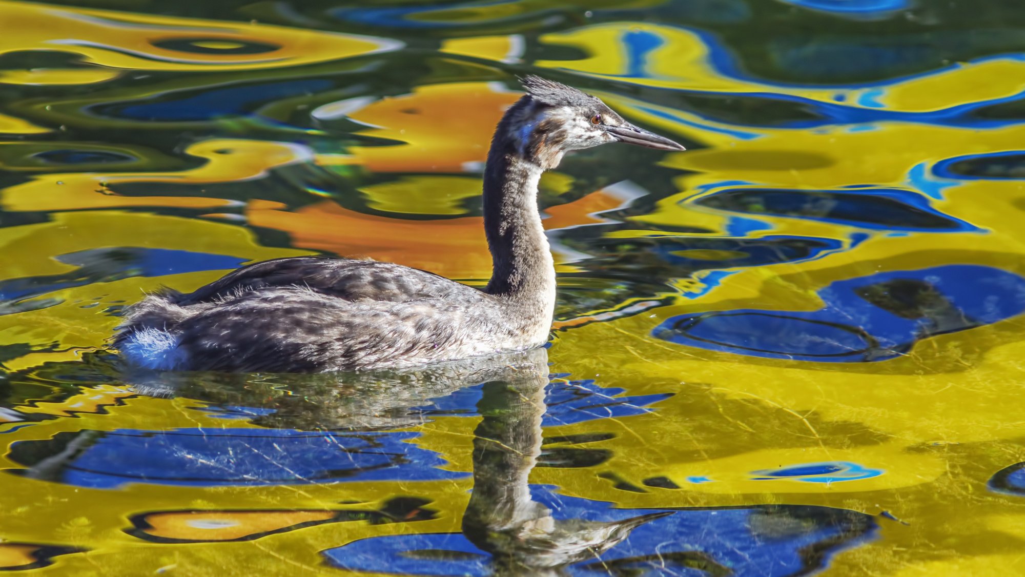 Great-crested Grebe_9712.jpg