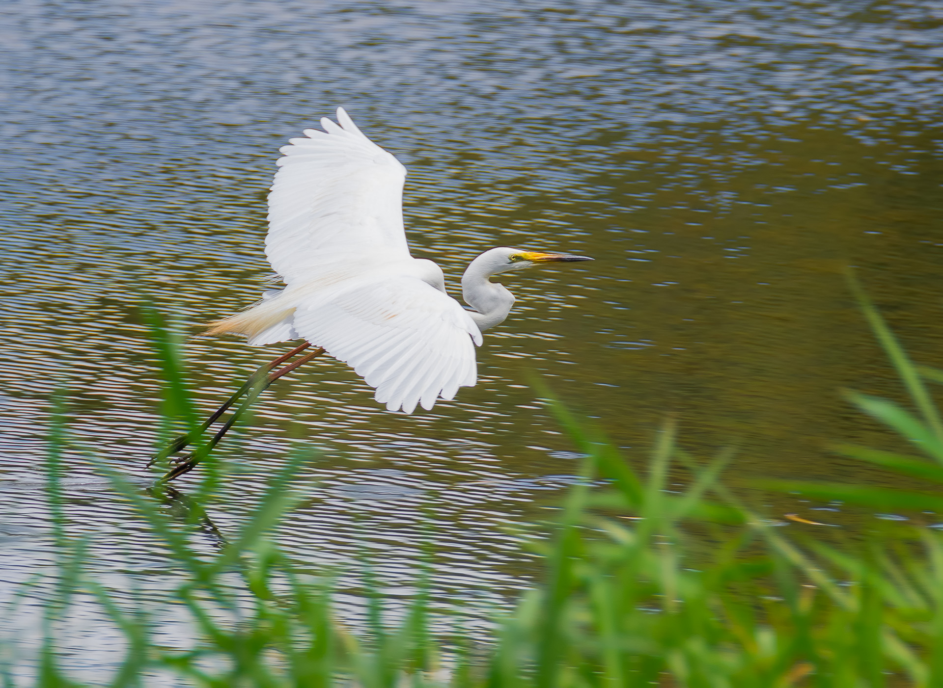 Great Eastern Egret Skimming.JPG
