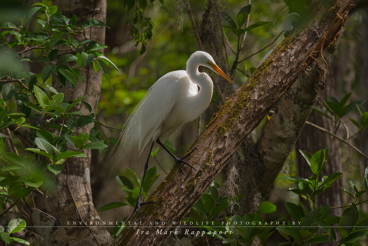 Great Egret-2.jpg