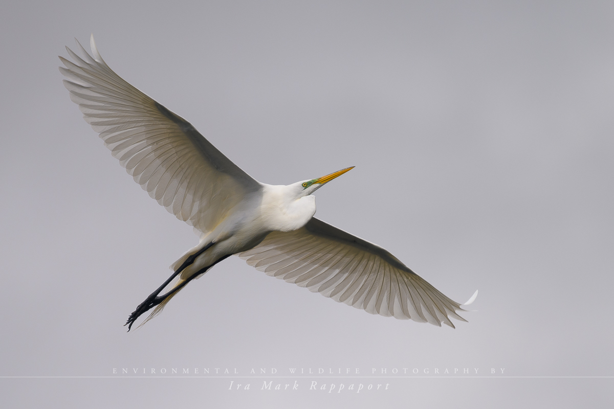 Great Egret-4.jpg