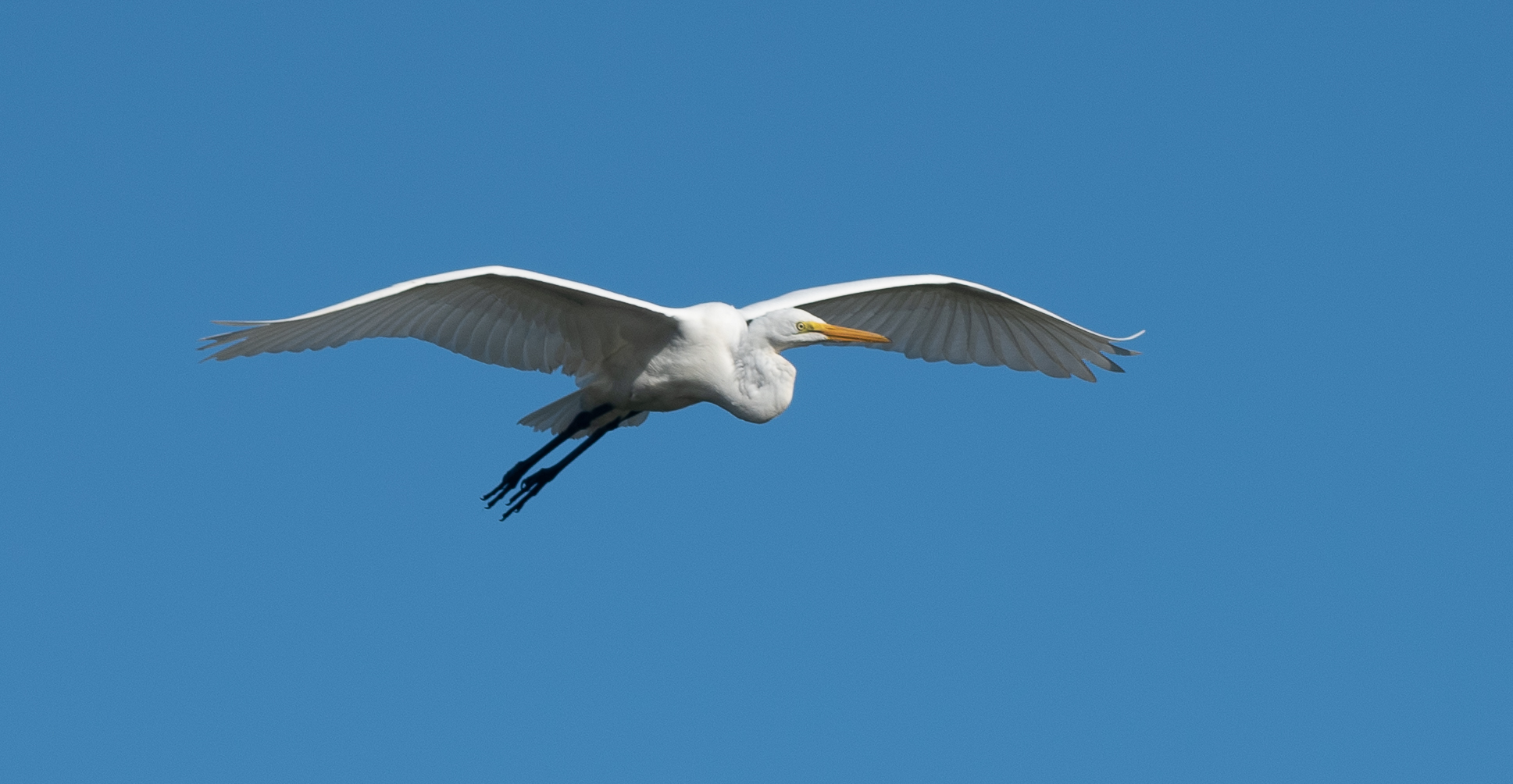 Great Egret 8-18-20 2.jpg