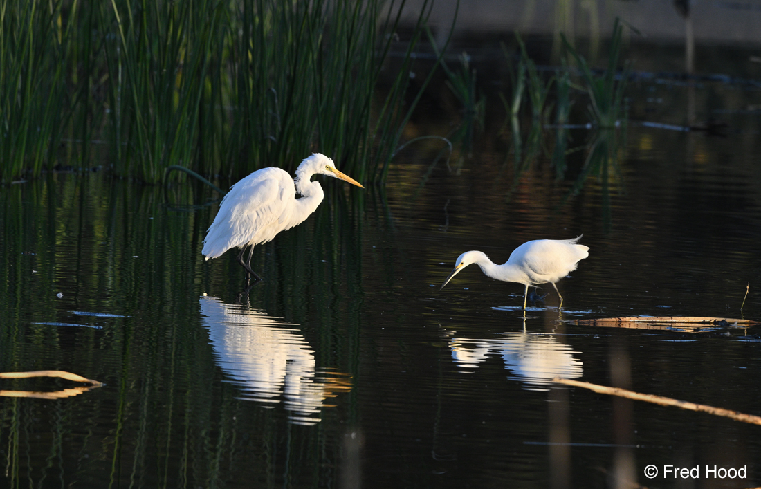 great egret and snowy egret Z8 16651.JPG