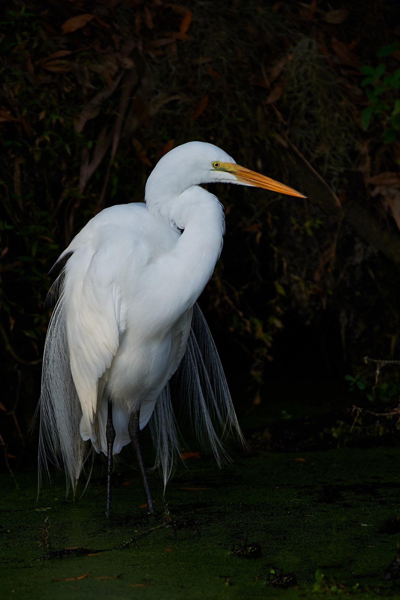 Great Egret CO 2.jpg