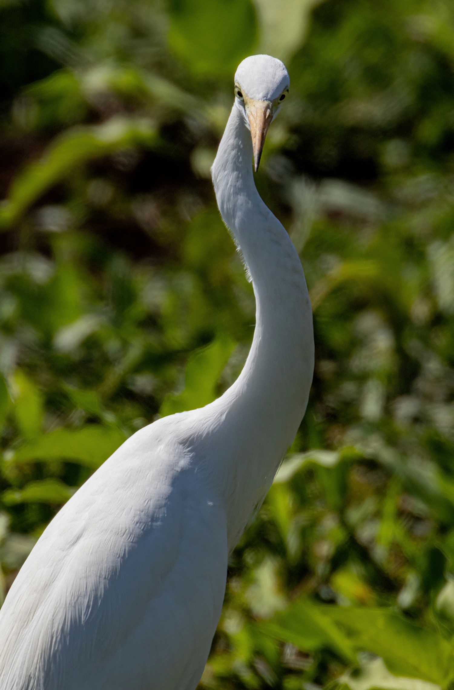 Great Egret Darwin July 2024 PP1-7906-DeNoiseAI-standard resize.jpg