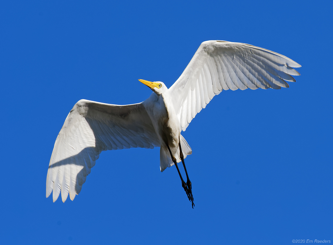 Great Egret IF a8-1.jpg