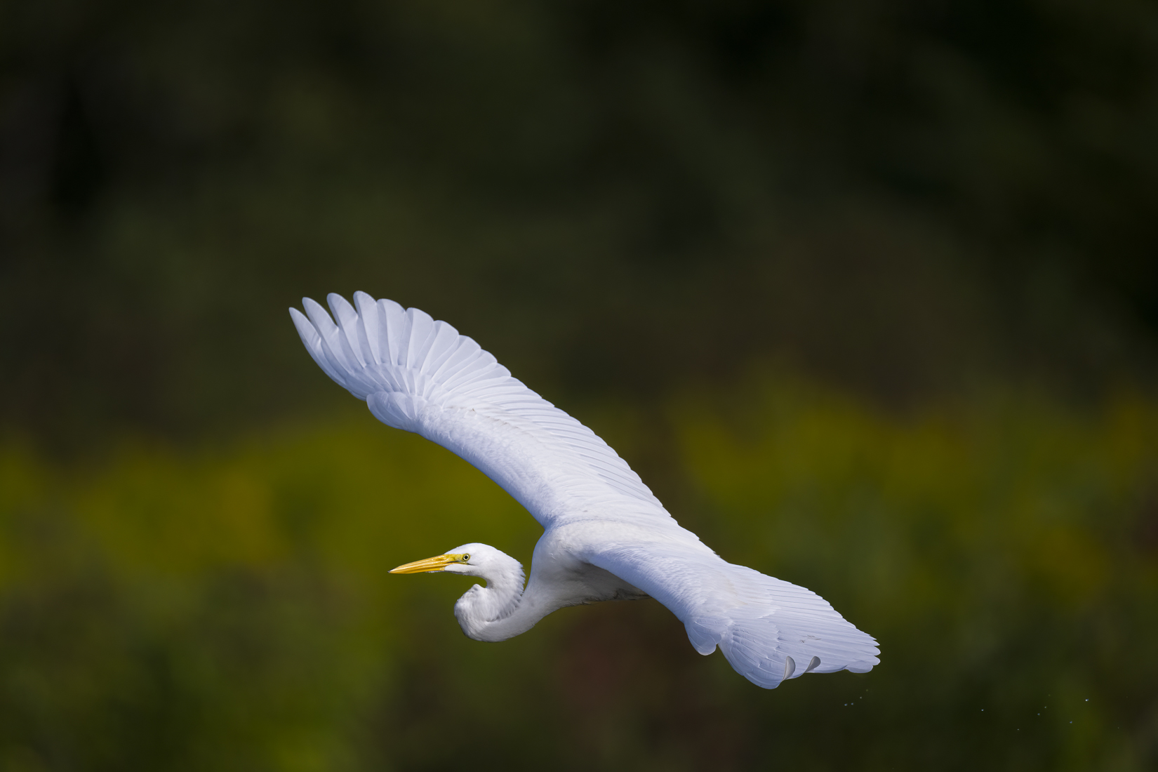 Great Egret legless BIF sized.jpg