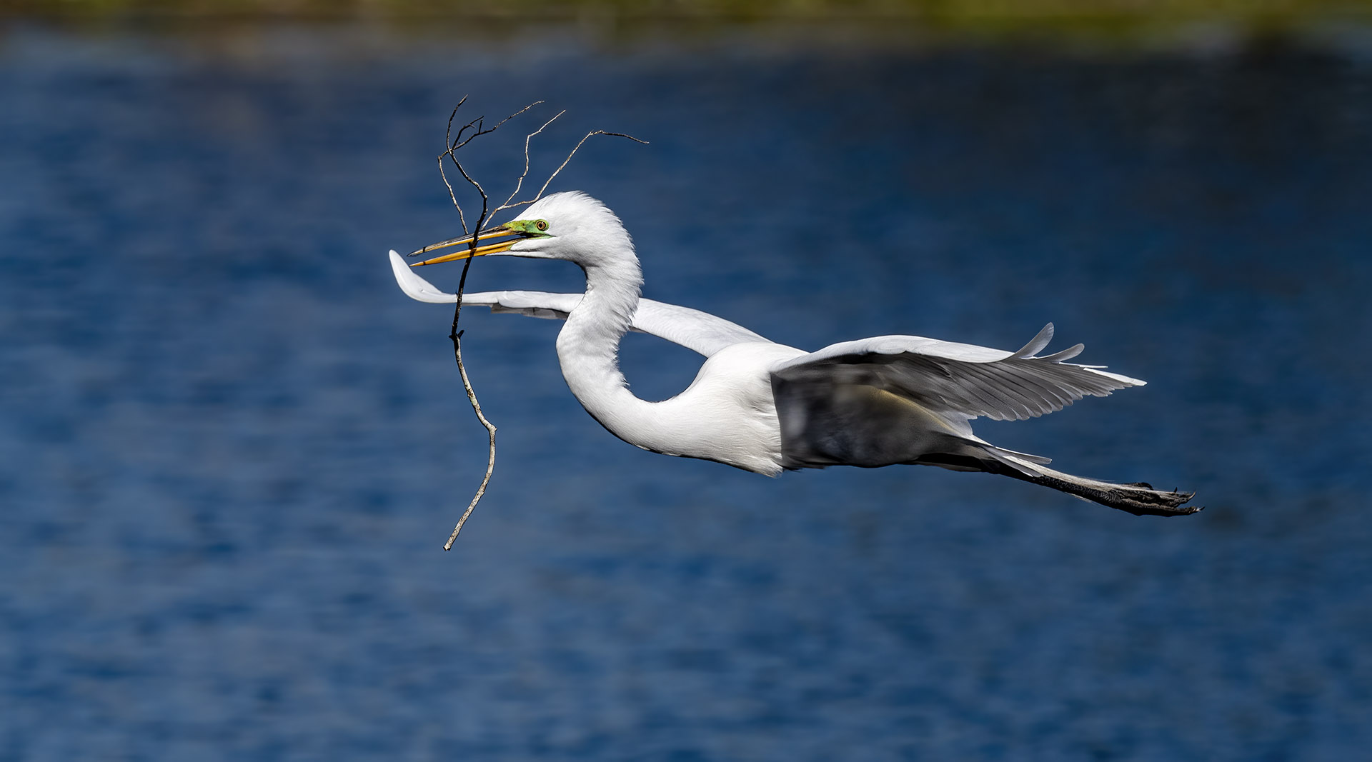 Great Egret Timber Delivery Venice Rookery 020921.jpg